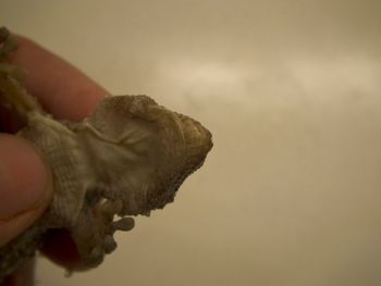 Media type: image;   Herpetology R-183771